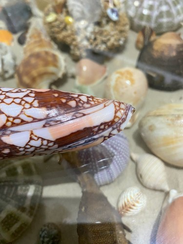 SEASHELL Conus Milneedwardsi clytospira Excellent HUGE 162mm !!! Rare size !!! - Picture 11 of 11
