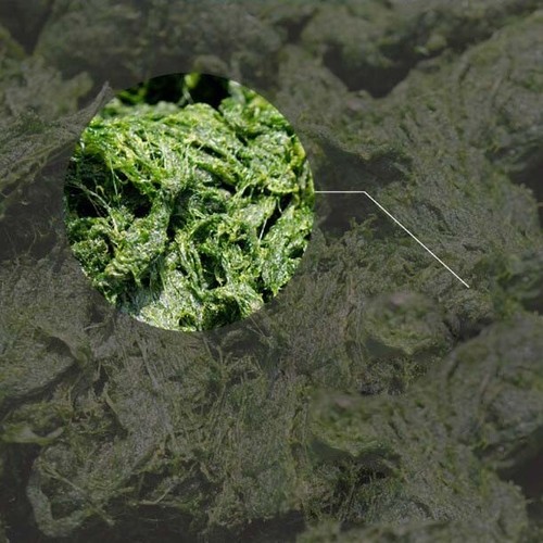 Korea seaweed fulvescens Capsosiphon fulvescens Healthful maesaengi 2g x 20 - Picture 5 of 7