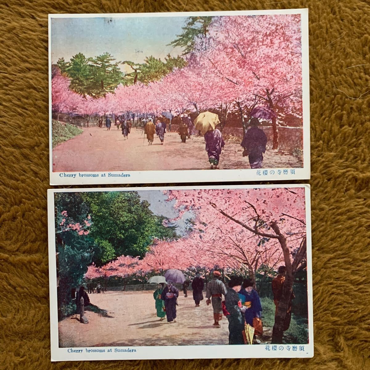 Prewar Picture Postcard Hyogo Temple Cherry