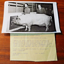 ACME PARIS ancien PHOTO eleveur COCHON porc HENRI HUTIN M.LAGAILLARDE