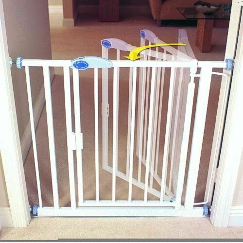 patterdale terrier puppies for sale near me