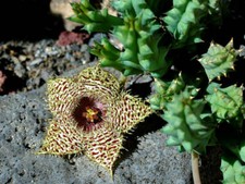 HUERNIA HYSTRIX, 5 SEMI SELEZIONATI