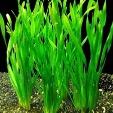 Vallisneria asiatica Tropical Tall HEALTHY AQUARIUM PLANTS SHRIMP SAFE