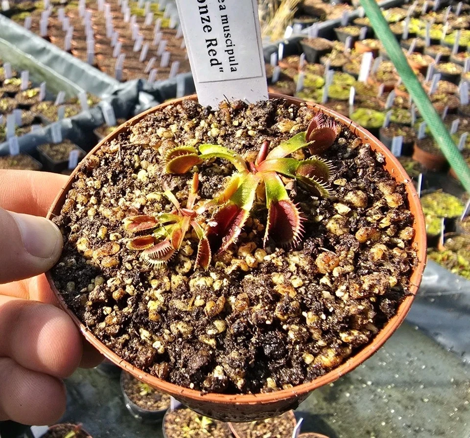 Dionaea muscipula "Bronze Red", fleischfressende Pflanzen, Venusfliegenfalle - Bild 1 von 1