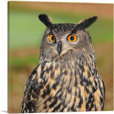 ARTCANVAS Owl with Orange Eyes Home Decor Canvas Art Print