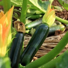 Black Beauty Zucchini Seeds  Summer Squash  Courgette  NON-GMO, FREE SHIPPING