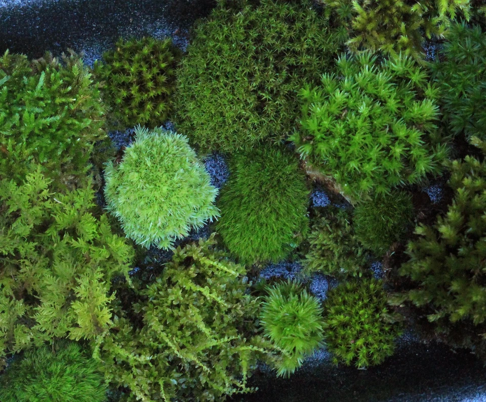 Moss Vivo 6x8" Bandeja Ultimate Terrario Mix 8+ Tipos -Alfombra Pluma Cojín Estrella Foto 2 de 3