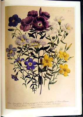 Alter Vintage Druck um 1991 Zierblumen Flachs Linaceae Hypericifolium 20.
