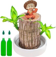 Brazilian Wood Plant, Lucky Bamboo Plant Indoor, Brazilian Lucky Wood Miniature