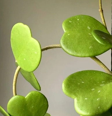 Hoya Kerrii  Rooted House Plant 4 inch pot