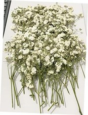 50 pcs White Baby's Breath Real Natural Dried Pressed Flowers for 1 pack 50pcs
