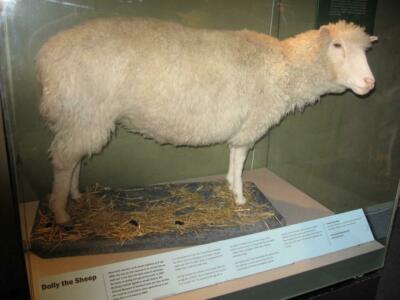 DOLLY THE CLONED SHEEP POSTER PICTURE PHOTO PRINT BANNER scotland uk 4666
