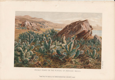 Antike Chromolithographie der Kaktusfeigen von 1895 auf dem Plateau von Anahuac Mexiko
