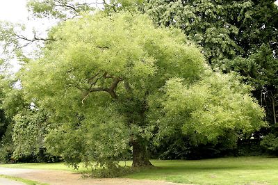 farbiger bambus Schwarzer Bambus (Phyllostachys nigra) | 150-175 cm im Topf
