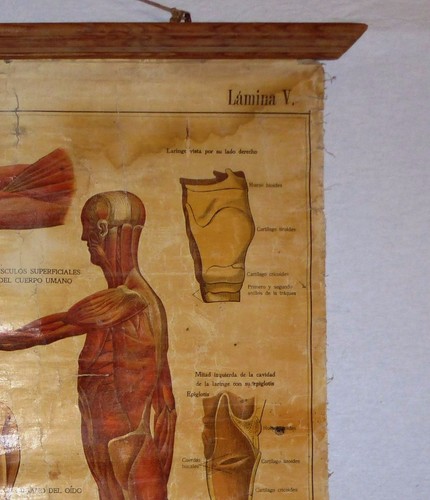 VINTAGE ROLL SCHOOL ANATOMY ANTIQUE POSTER 70Cm.x55Cm. Years 30' Cartel Anatomia - Picture 3 of 5