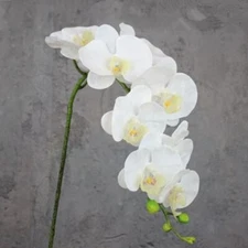 Top Quality 3pcs 8Heads Bunch Ivory Artificial Silk Flowers Phalaenopsis Orchids