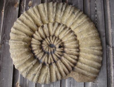 großer Ammonit Fossil Stein Wandtafel Trittstein Garten Ornament 48x3...