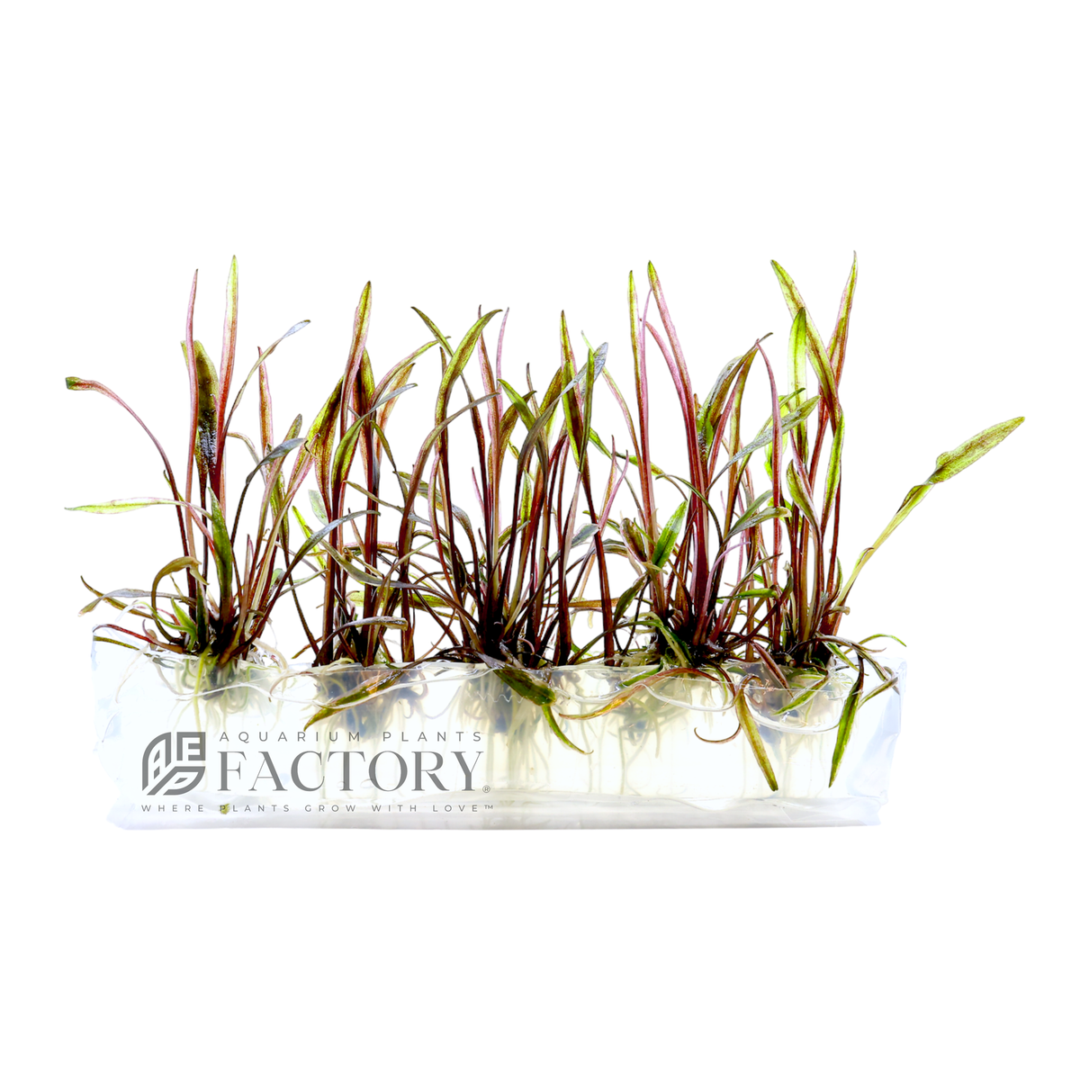 Cryptocoryne Nurii Tissue Culture | Aquarium Plants Factory