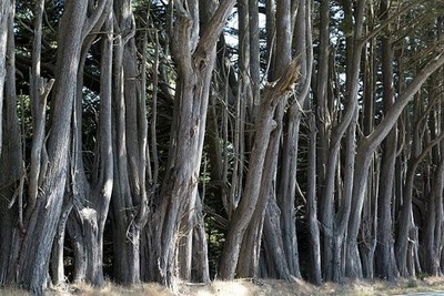 Photo:Northern California Route 1 Trees 2012 Coastal Cypress Grove