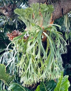 Platycerium Willinckii | eBay