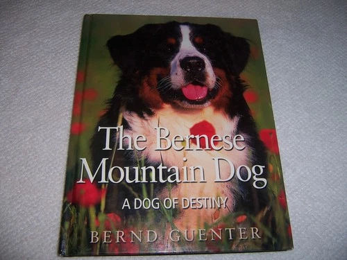 Bernese Mountain Dog A Dog of Destiny by Bernd Guenter (2004, Hardcover)