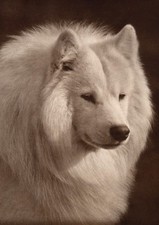 SAMOYED DOG GREETING CARD DOG NOTE CARD