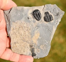 Elrathia kingii, plate- Wheeler Shale, Delta, Utah, U.S.A