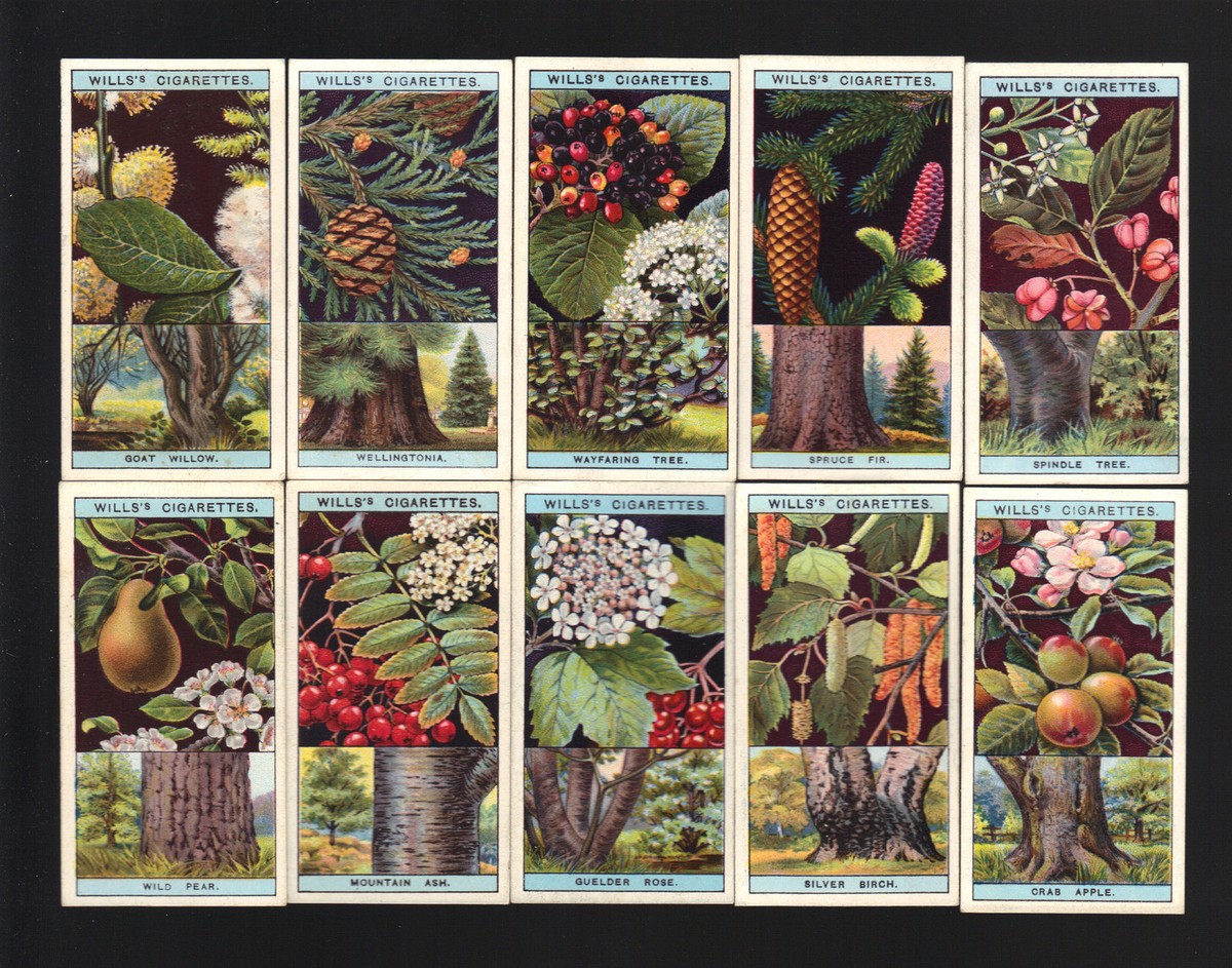 wills cigarette cards garden flowers CIGARETTE CARDS. Wills Tobacco. FLOWERING TREES & SHRUBS. (1924). (Full  Set)