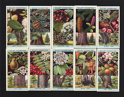 wills cigarette cards roses CIGARETTE CARDS. Wills Tobacco. FLOWERING TREES & SHRUBS. (1924). (Full  Set)