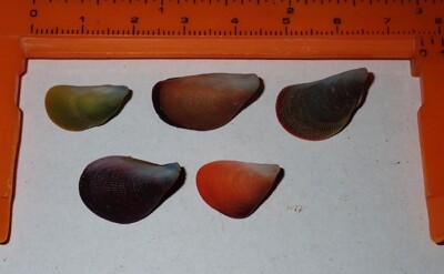 15-20 mm TINY Set 5 Colour Septifer Bilocularis Seashell #AZ1 Rawai Island