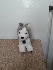 american girl husky dog