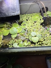 Aquatic Plant Bundle