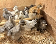 New Price 8 Fertile Silkie Hatching Eggs Partridge, Black, Gray,  White