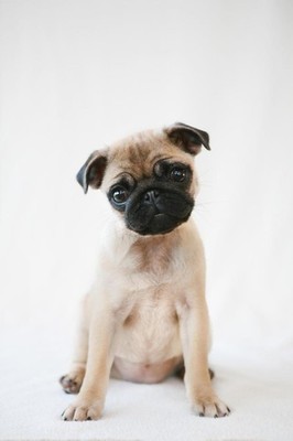 Pug Puppy Sitting Obediently Photo Art Print Poster 24x36 inch