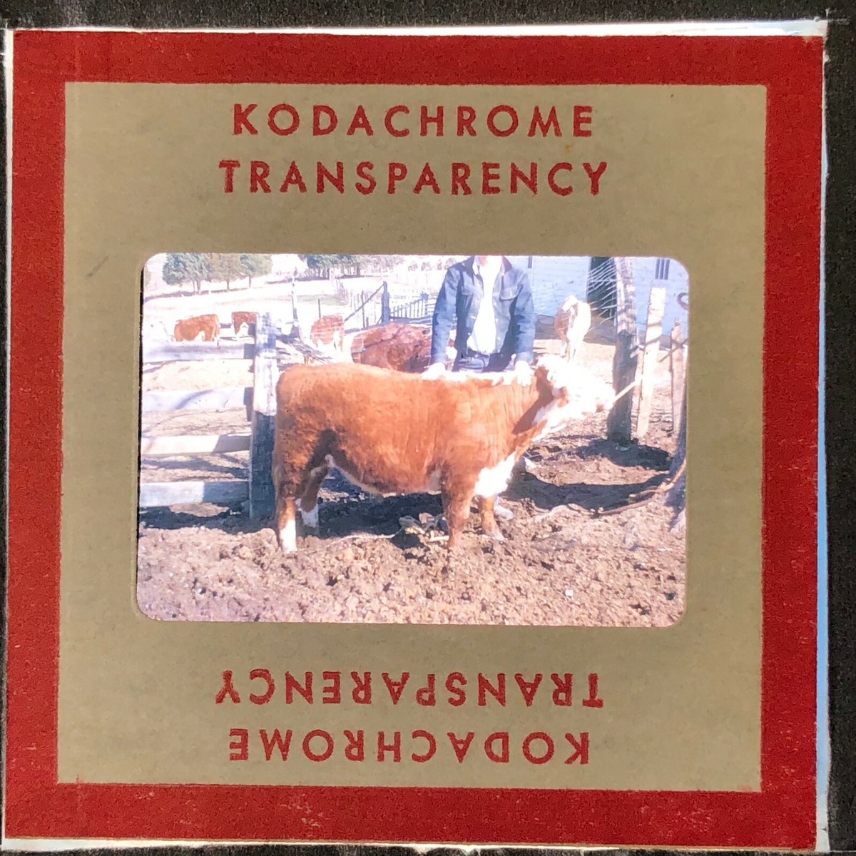 towakoページ T043_059 35mm Slide Red Border Kodachrome Cows! | eBay