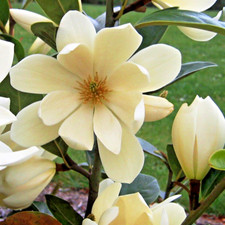 Magnolia Fairy Cream NEW Rare - 3Lt Pot Compact Fairy Magnolia Evergreen Shrub