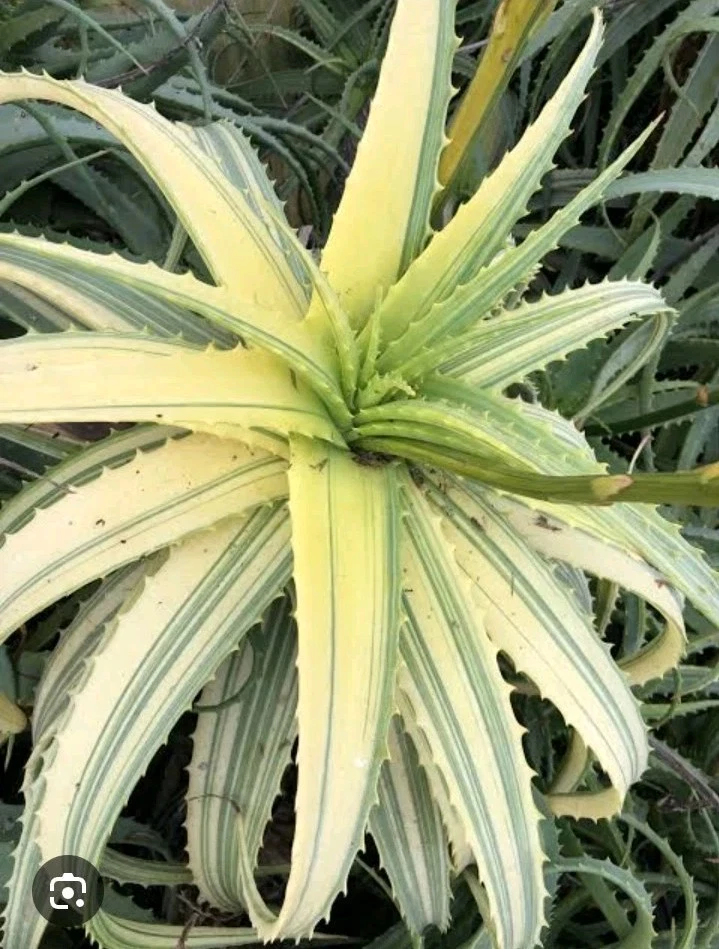 Aloe arborescens Variegated * one pup Cutting Rare succulent plant
Opens in a new window or tab