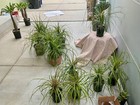 Beaucarnea Recurvata Ponytail Palm -Caudiciform- Green Pot — photo 5