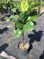Ficus lyrata, Fiddle Leaf Fig - Large 42” Tall Standard Tree With 20”Of Trunk.