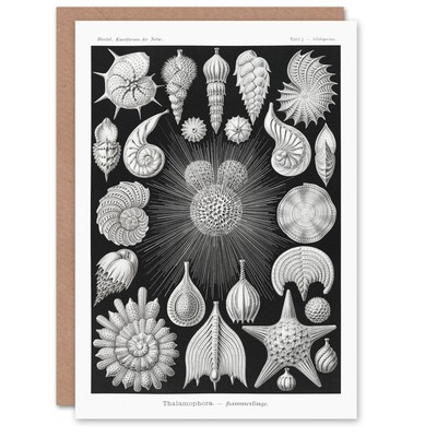 Ernst Haeckel Art Card Forams Vintage Illustration