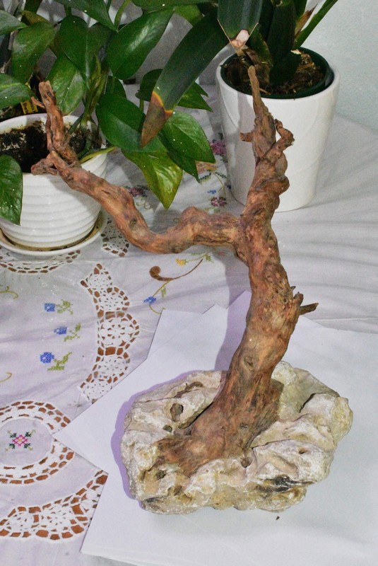 Natural Driftwood Branch Grown on Rock Base Decor – Unique Natural Accent