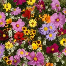 All Annual Wildflower Seed Mix, 19 Full Sun Annual Flowers, FREE SHIPPING