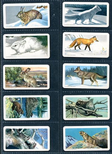 BROOKE BOND CANADA 1962 SET OF 48 "ANIMALS OF NORTH AMERICA" ROLLAND TEA CARDS - Picture 3 of 10