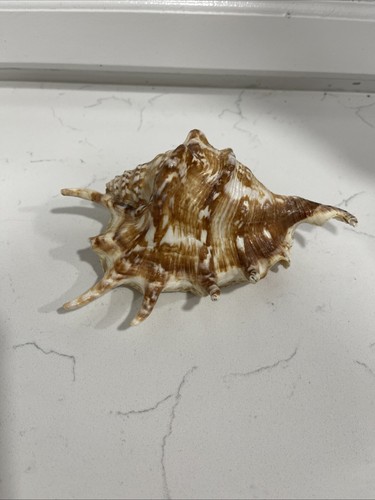 Lambis millepeda 7 " MILLIPEDE SPIDER STROMB"  (7.7 ounces)