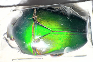 標本 Zaire Eudicella ducalis 47mm 標本 Zaire Eudicella ducalis 47mm Eudicella | eBay