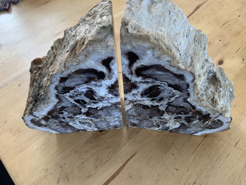 Beautiful Petrified Wood Bookends or Display Pieces Sequoia Washington 6" x 5"