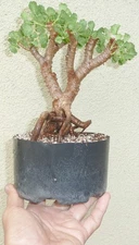 Pelargonium xerophyton Desert Geranium Pre Bonsai Dwarf Fat Trunk Succulent