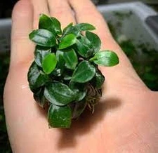 ANUBIAS (Nana Petite) On Lava Rock Live Aquarium Plants BUY 2 GET 1 FREE