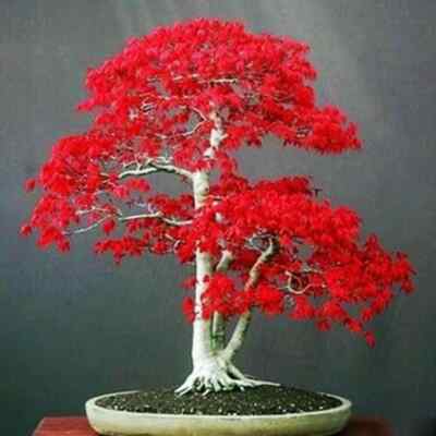 BONSAI RED JAPANESE MAPLE Acer palmatum atropurpureum - super for - 30  seeds - | eBay