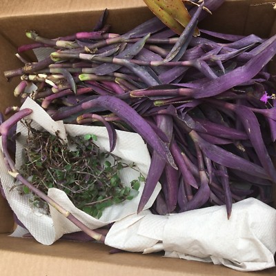 20 Huge Cuttings Purple Heart Wandering Jew - Tradescantia Pallida Purpurea  eBay